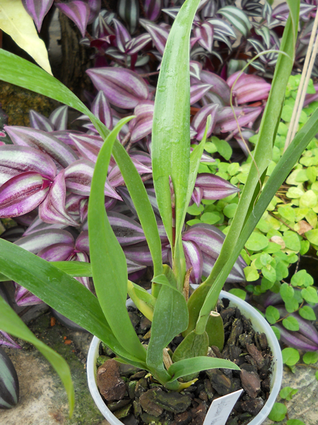 Vuylstekeara Yokara Perfection.jpg