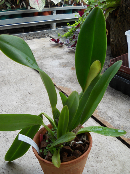 магазин орхидей