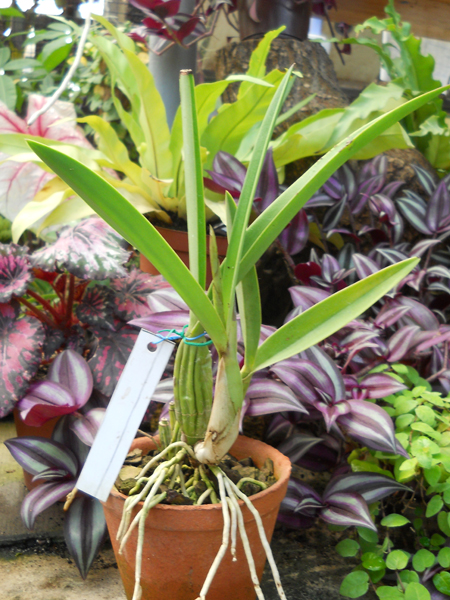 Laelia gouldiana.jpg