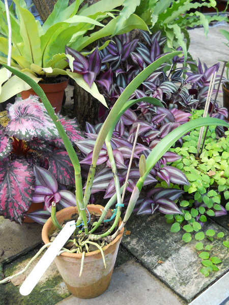 магазин орхидей