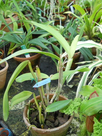 магазин орхидей