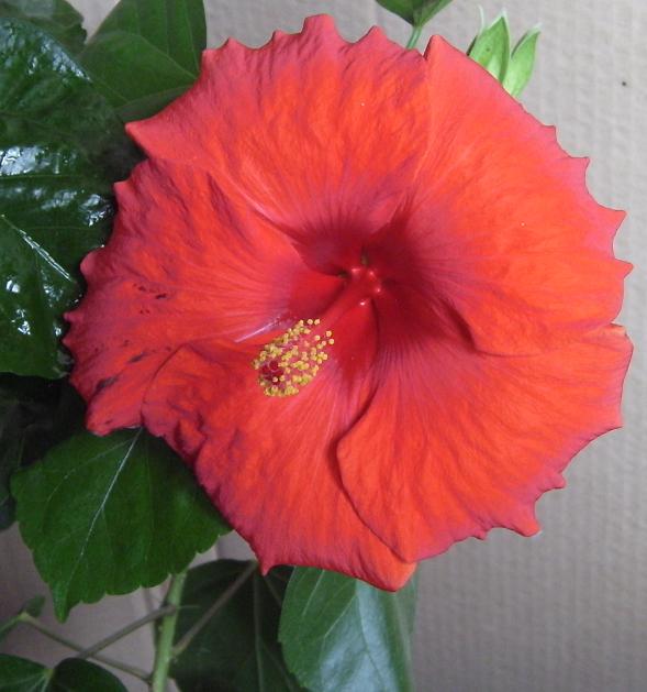 Голландец 15.JPG