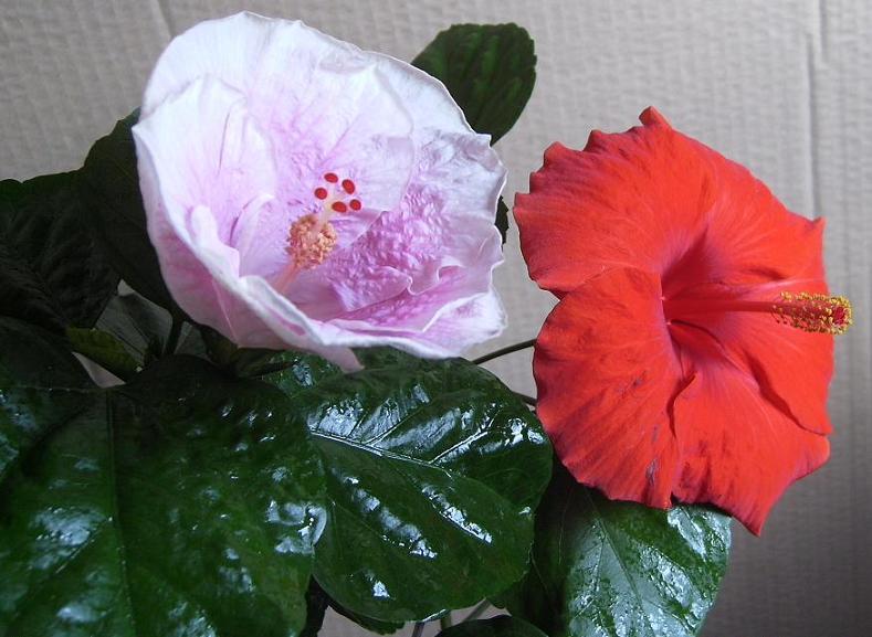 Парочка вместе