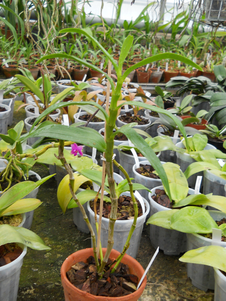Dendrobium Stardust 'Orange'.jpg