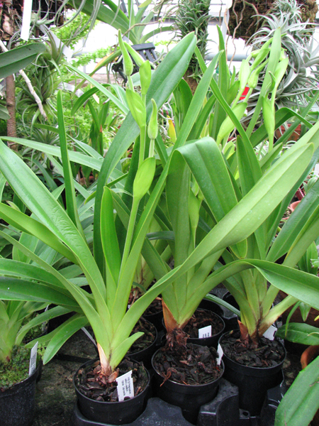 Фото орхидеи Phragmipedium wallisii x caudatum