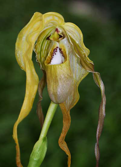 Как цветет орхидея Phragmipedium wallisii x caudatum