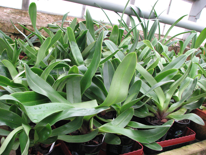 Орхидея Paphiopedilum Lippewunder hybrid с цветоносами