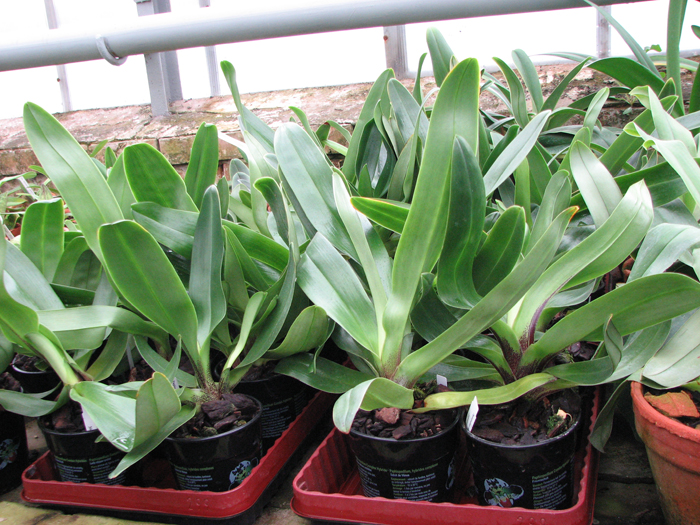 Фото орхидеи Paphiopedilum Lippewunder hybrid