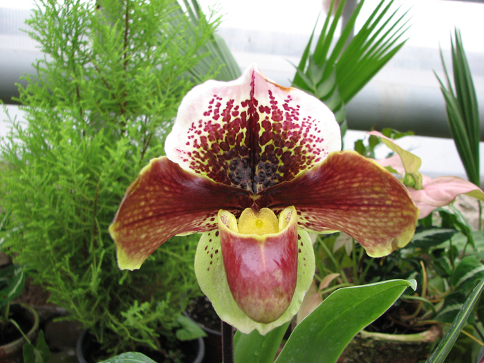 Фото орхидеи Paphiopedilum complex hybrid