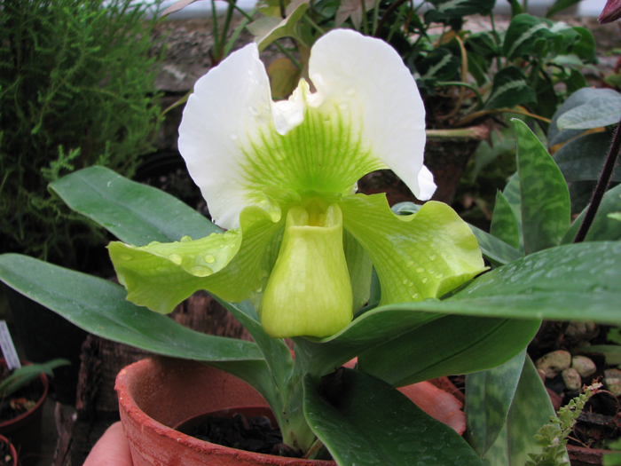 Зеленый башмачок. Орхидея Paphiopedilum complex hybrid (green)