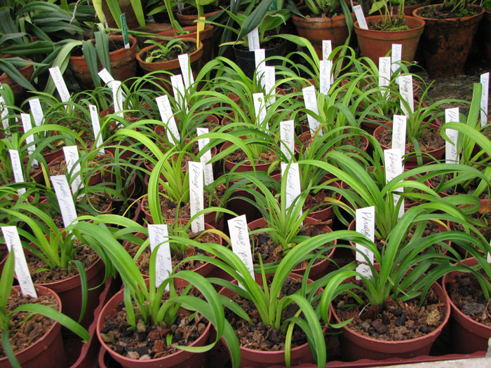 Фото орхидеи Phragmipedium pearcei x wallisii