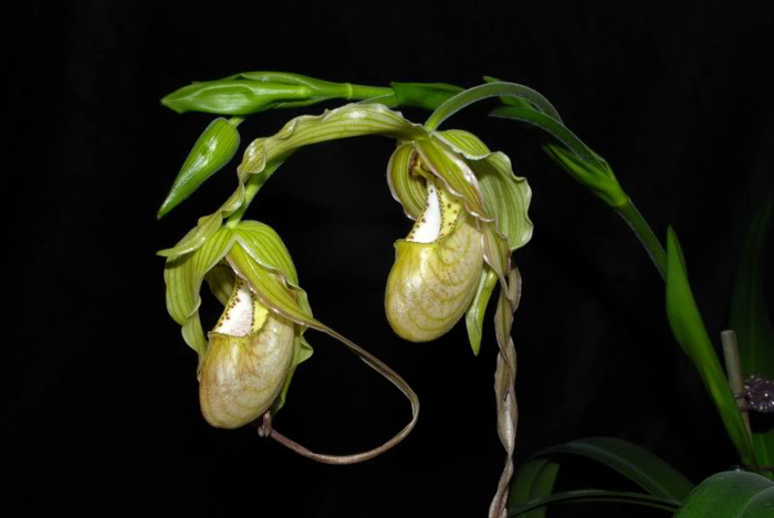 Как цветет орхидея Орхидея Phragmipedium pearcei x wallisii