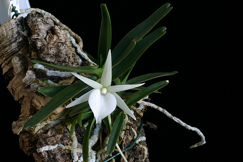 Цветок орхидеи Angraecum rutenbergianum