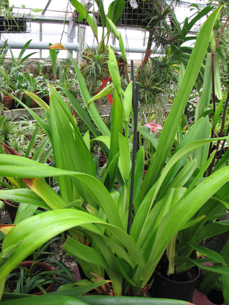 Фото орхидеи Phragmipedium longifolium x caudatum