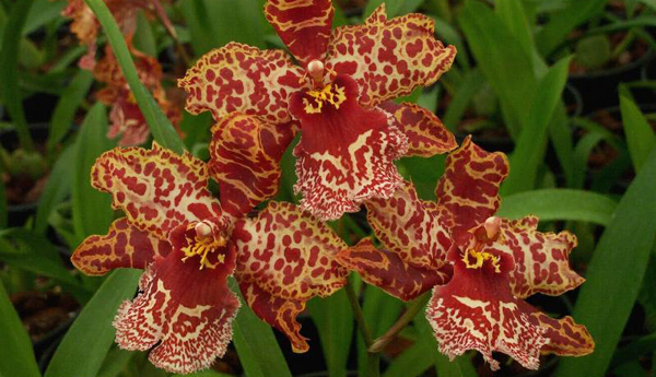 Как цветет орхидея Odontioda Stirbic