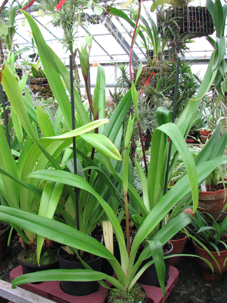 Фото орхидеи Phragmipedium Living Fire