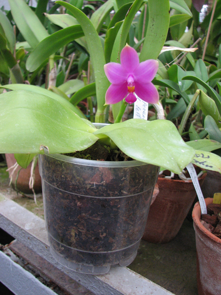 Фото орхидеи Phalaenopsis Penang Princess x Phalaenopsis bellina