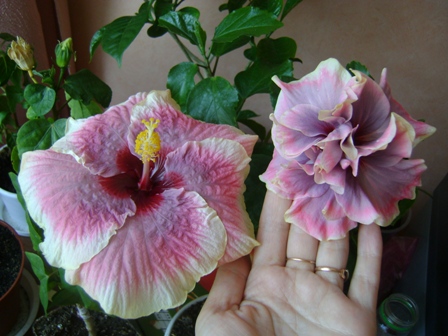 Смоки и Олвейз Тру