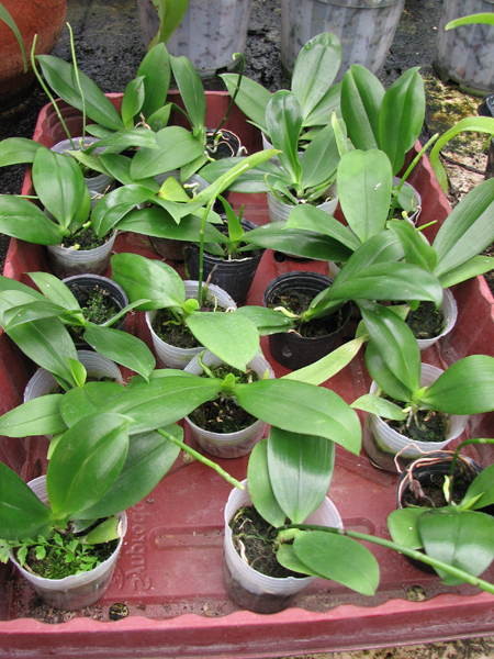 Фото орхидеи Aerangis citrata