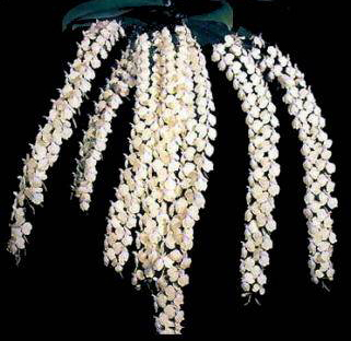 Как цветет орхидея Aerangis citrata