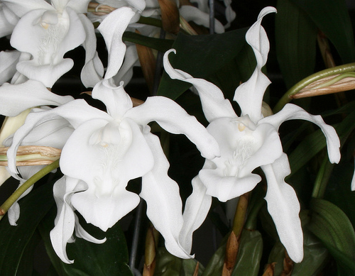 Как цветет орхидея Coelogyne cristata var. hololeuca