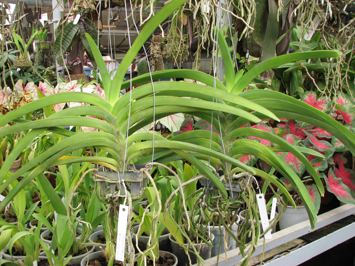 Фото орхидеи Vanda sanderiana x Taweesuksa