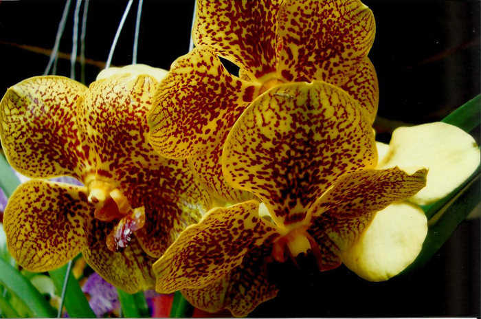 Как цветет орхидея Vanda Kultana Gold x Ascocenda Kultana Brown