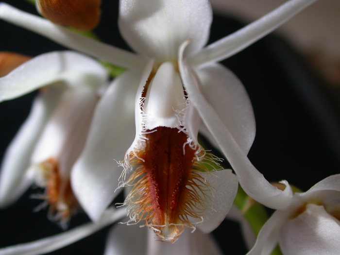 Как цветет орхидея Coelogyne barbata