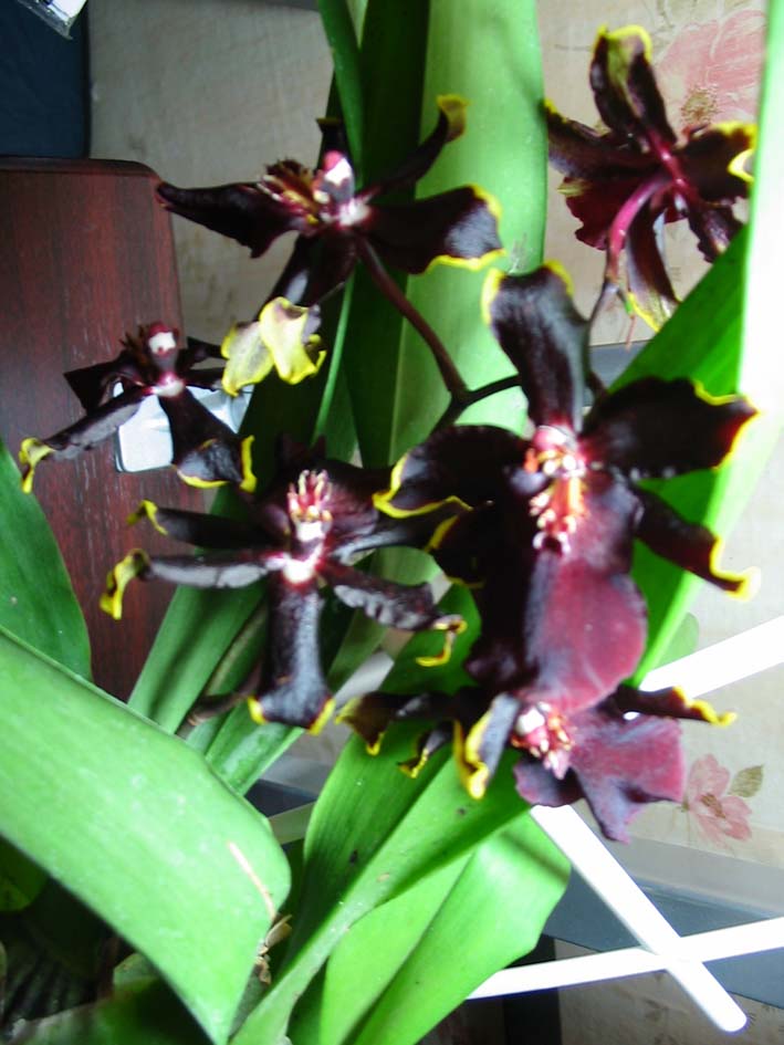 Кольмонара