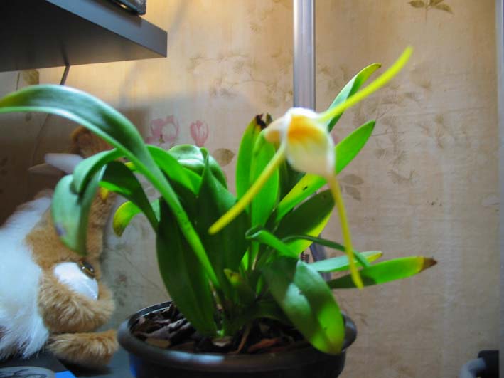 Опять Масдевалия, только вид с другой стороны -:)