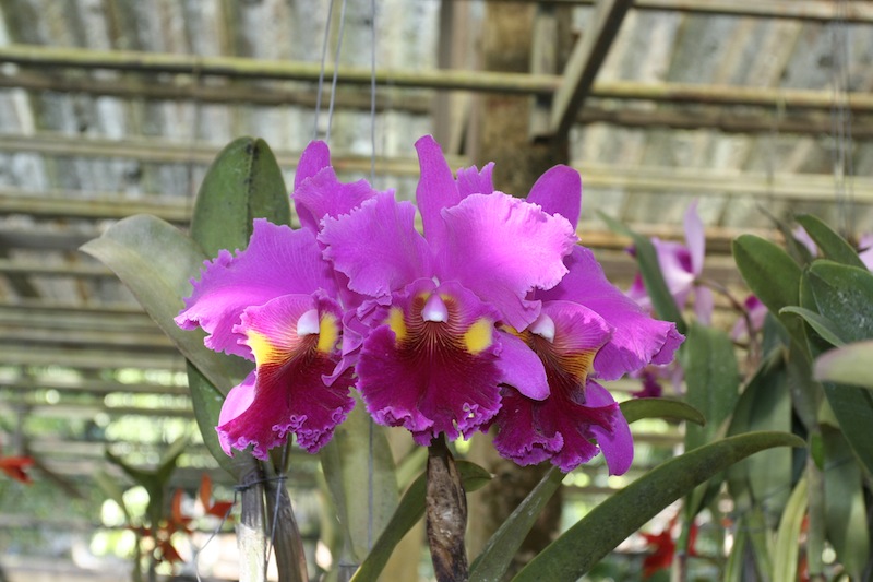 Как цветет орхидея Brassolaeliocattleya Lucky Man 'Bangkok'