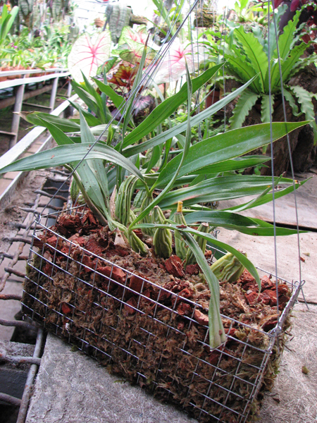 Фото орхидеи Coelogyne cristata 'maxima'