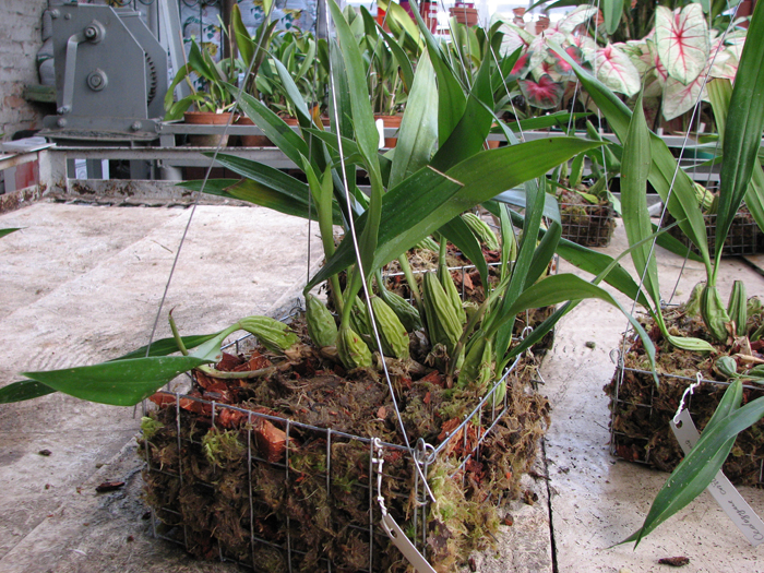 Coelogyne cristata 'maxima' в подвесных корзинках