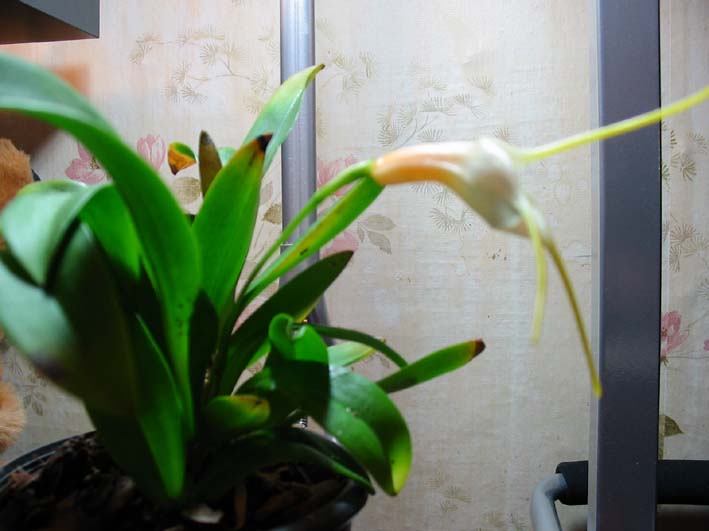 Моя Масдевалия