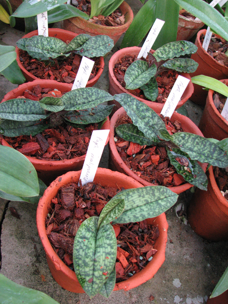 Фото орхидеи Paphiopedilum malipoense