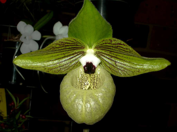 Как цветет орхидея Paphiopedilum malipoense