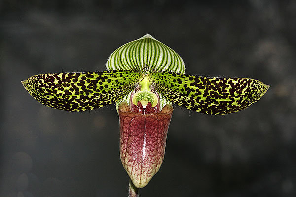 Как цветет орхидея Paphiopedilum sukhakulii