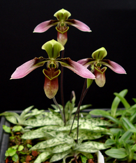 Как цветет орхидея Paphiopedilum hainanense