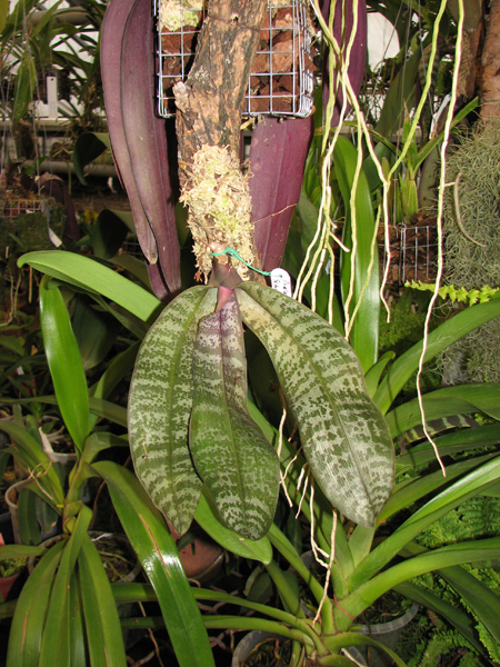Фото орхидеи Phalaenopsis schilleriana