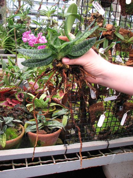 Paphiopedilum delenatii alba с длинными корнями