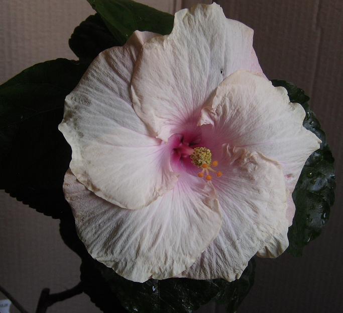 Samantha Chappel 4.JPG