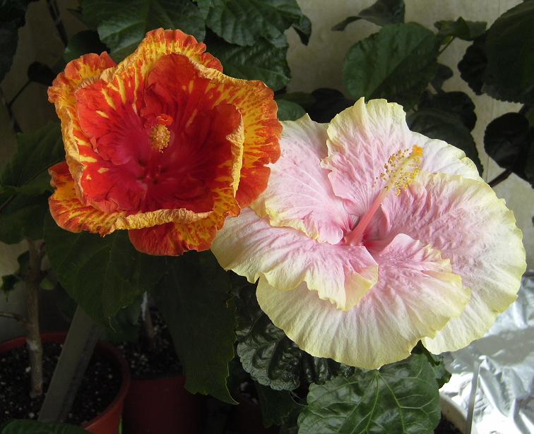 Cajun Princess & Sun Shower 4.JPG