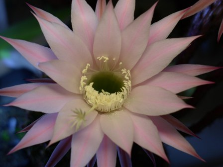 А эт мой бессменный рабочий стол, с весны...