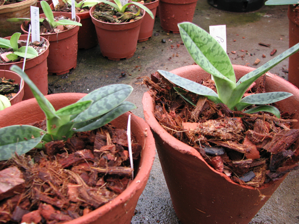 Фото орхидеи Paphiopedilum venustum Alba