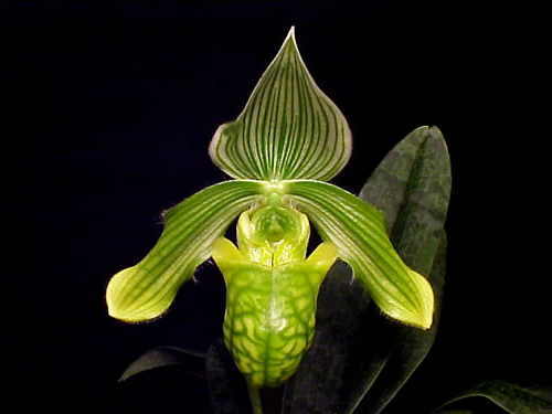 Как цветет орхидея Paphiopedilum venustum Alba