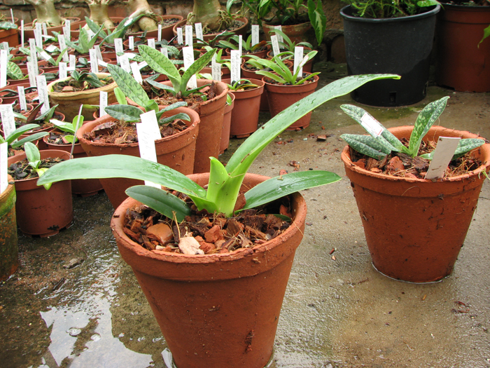 Фото орхидеи Paphiopedilum dianthum