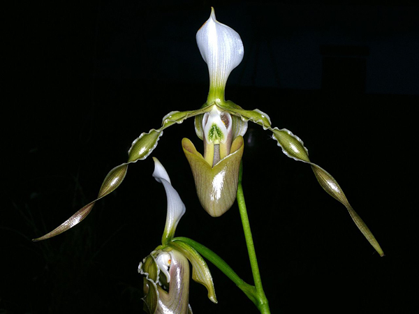 Как цветет орхидея Paphiopedilum dianthum