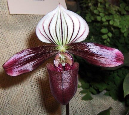 Как цветет орхидеи Paphiopedilum purpuratum