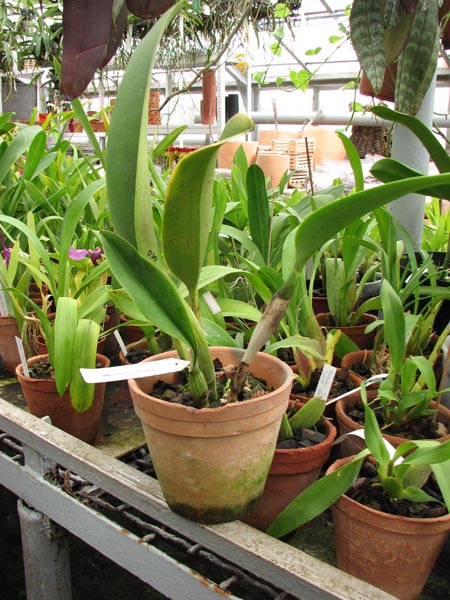 Фото орхидеи Laeliocattleya Chyong Guu Swan 'Ruby Lip'