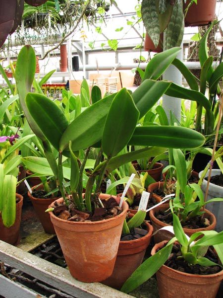 Фото орхидеи Brassolaeliocattleya King of Taiwan